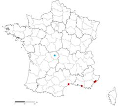 Aplidia transversa transversa