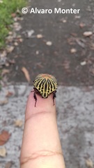 Gymnetis stellata