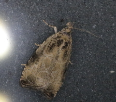 Olethreutes connectum
