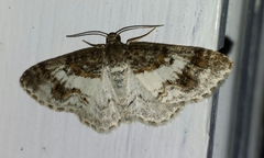 Hydrelia condensata