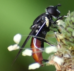 Chalcosyrphus piger