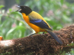 Anisognathus notabilis