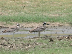 Esacus recurvirostris