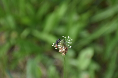 Chalcosyrphus piger