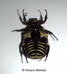 Gymnetis stellata