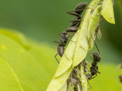 Camponotus japonicus