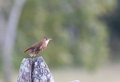 Tarphonomus certhioides