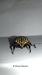 Gymnetis stellata