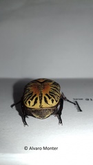 Gymnetis stellata