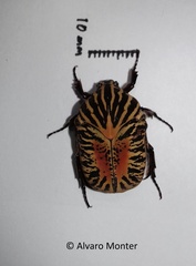Gymnetis stellata