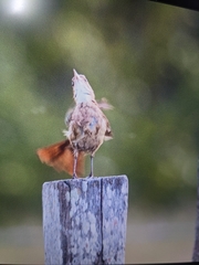 Tarphonomus certhioides