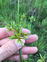 Cyperus oxylepis