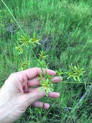 Cyperus oxylepis