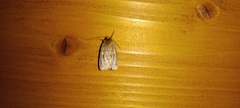Diarsia rubi