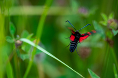 Zygaena lonicerae