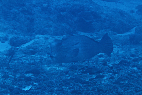 Bumphead Parrotfish