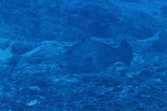 Bumphead Parrotfish
