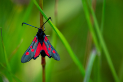 Zygaena lonicerae