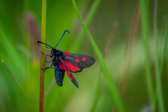 Zygaena lonicerae