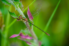 Lestes sponsa