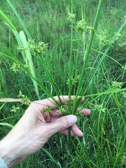 Cyperus ochraceus