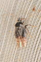 Charagochilus