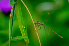 Lestes sponsa