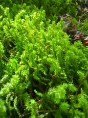 Bryopsida