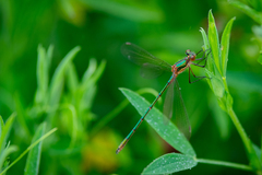 Lestes sponsa