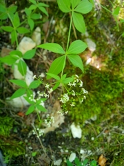 Galium valantioides