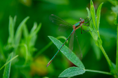 Lestes sponsa