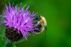 Bombus pascuorum