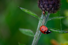 Coccinella septempunctata