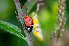 Coccinella septempunctata