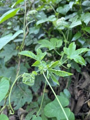 Passiflora adenopoda
