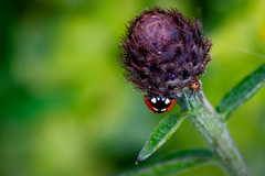 Coccinella septempunctata