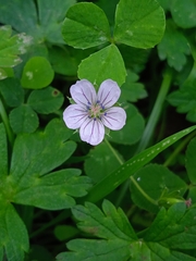 Geranium nepalense