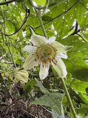 Passiflora adenopoda