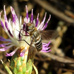 Exoprosopa rivularis