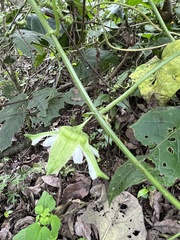 Passiflora adenopoda