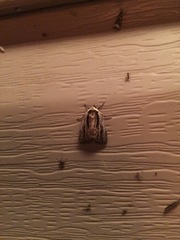 Sympistis badistriga