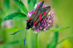 Zygaena lonicerae