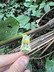 Passiflora adenopoda