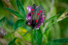 Zygaena lonicerae