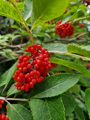 Sambucus racemosa