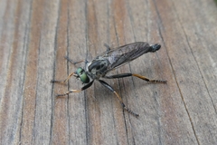 Neoitamus socius