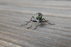 Neoitamus socius