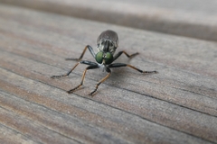 Neoitamus socius