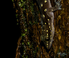 Hemidactylus prashadi