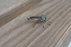 Neoitamus socius